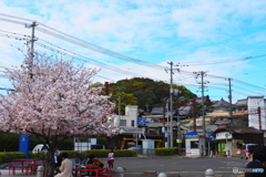 桜咲く街角