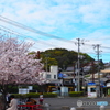 桜咲く街角