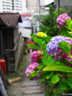 紫陽花越しに坂道を…