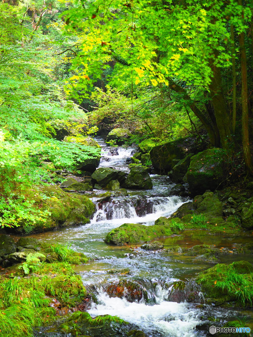 秘密の清流…ここは紅葉も撮りたい