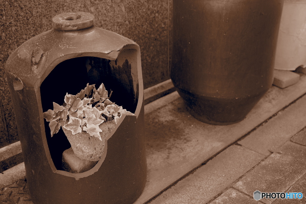 flowers in the broken pottery