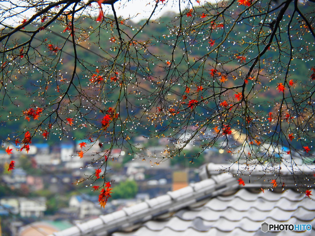 雨上がりの晩秋