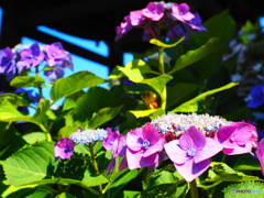 あじさい寺の紫陽花