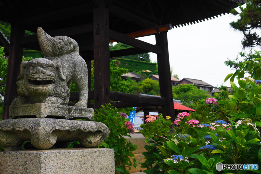 あじさいを待つあじさい寺