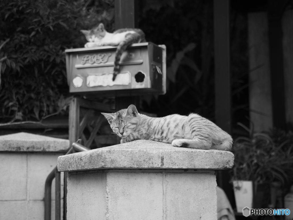 眠り猫　～それぞれのお気に入りの場所で～