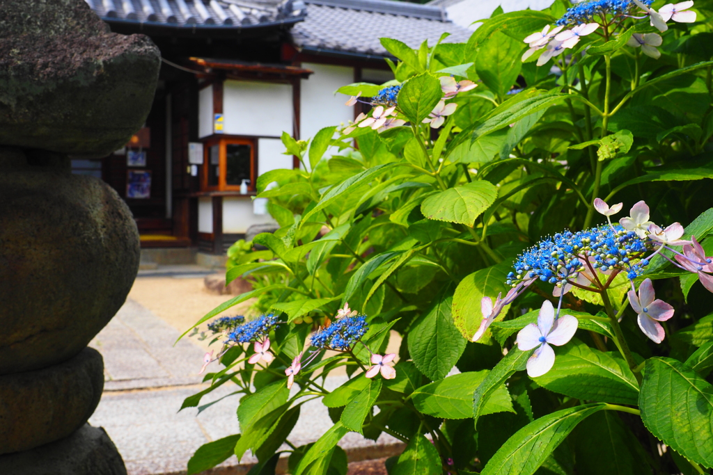 あじさい寺