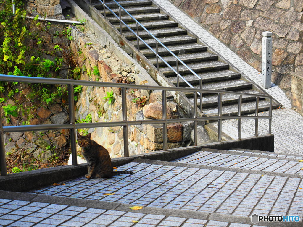 猫、佇む