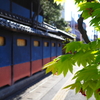新緑と老舗と