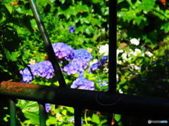 向こう側に咲いている紫陽花
