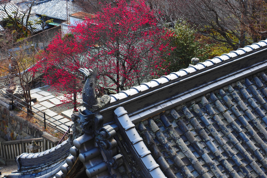 天神の紅梅