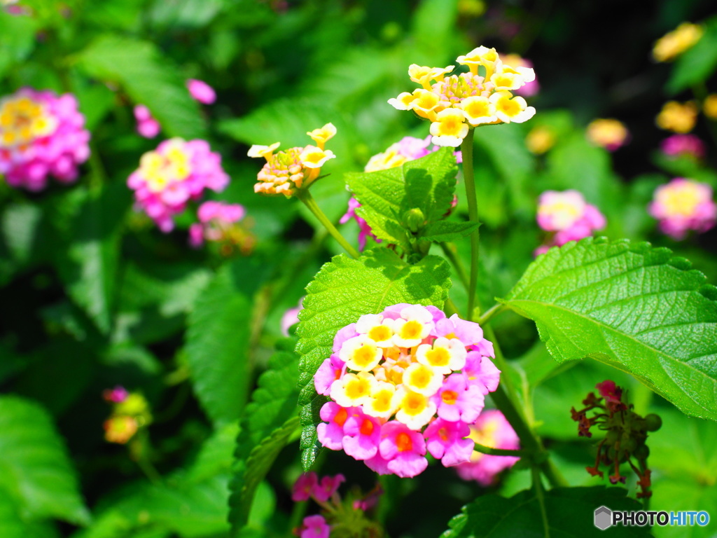 ランタナ　～和名は七変化～