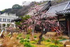 3月半ば 今年はこれで終わり？