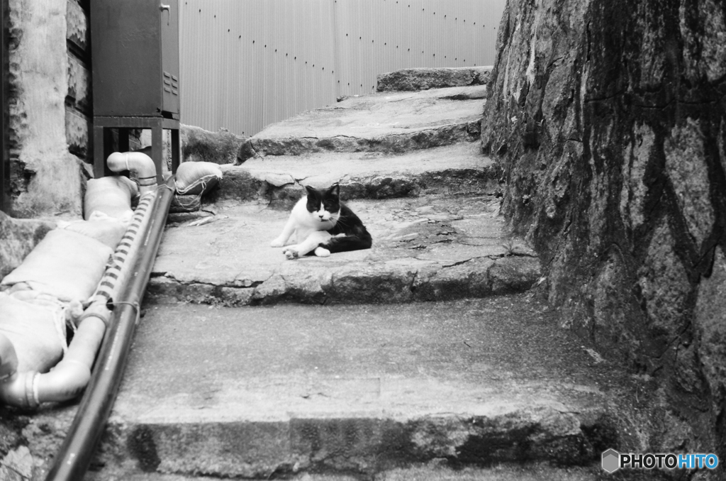 猫の坂道