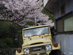 古強者と桜
