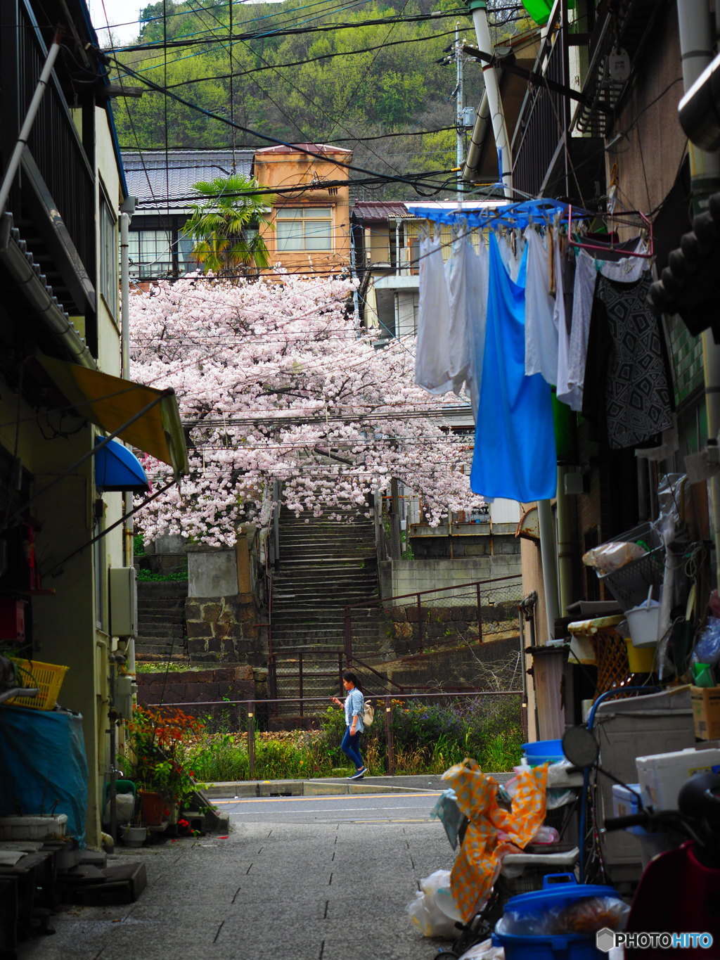 桜の下をてくてくと…