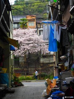 桜の下をてくてくと…