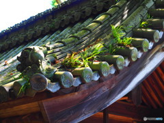 屋根の上の幾星霜