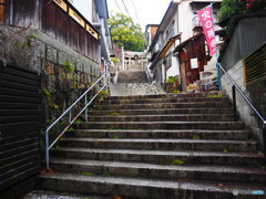 大楠を見上げつつ