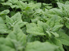 Raindrops on leaves