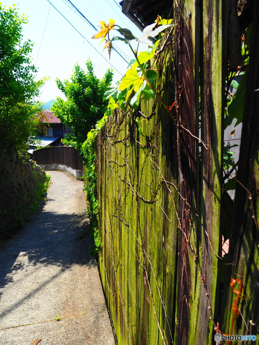 苔むした壁のある路地