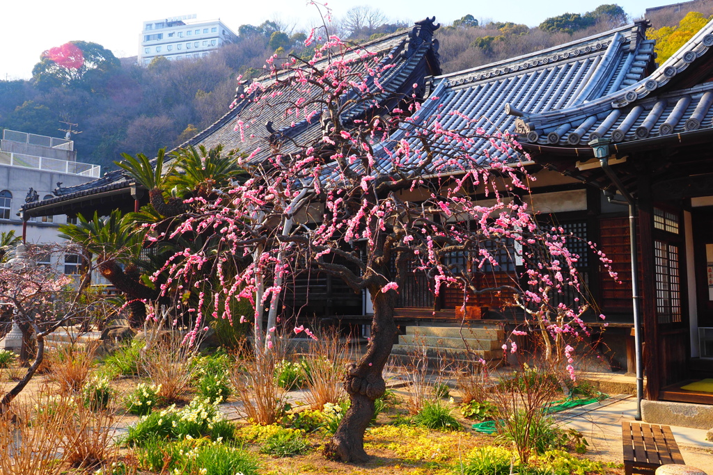 3月はじめ 枝垂れ中