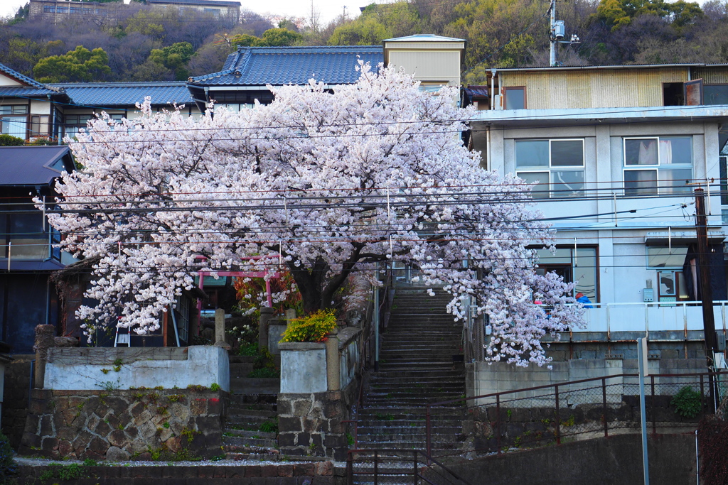 櫻が覆う階段