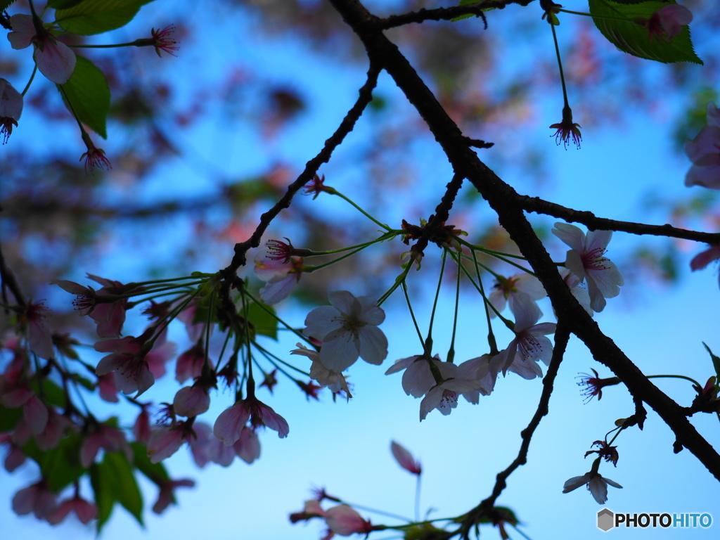 桜　～撮り納めのアンダーショット～