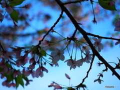桜　～撮り納めのアンダーショット～