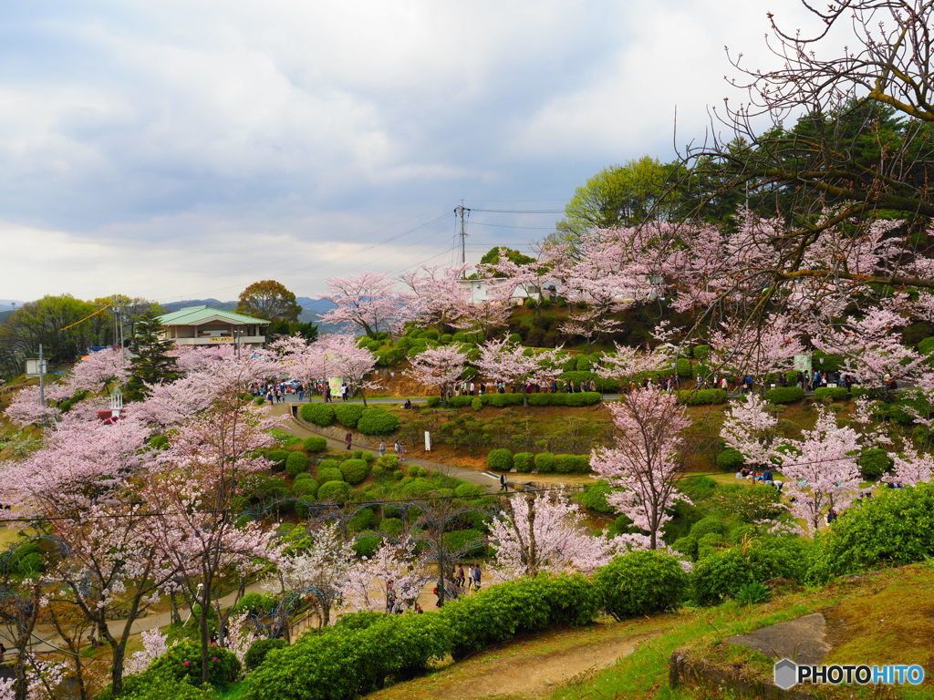 桃源郷ならぬ、桜源郷って言葉があるならこんな感じでしょうか？