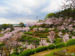 桃源郷ならぬ、桜源郷って言葉があるならこんな感じでしょうか？