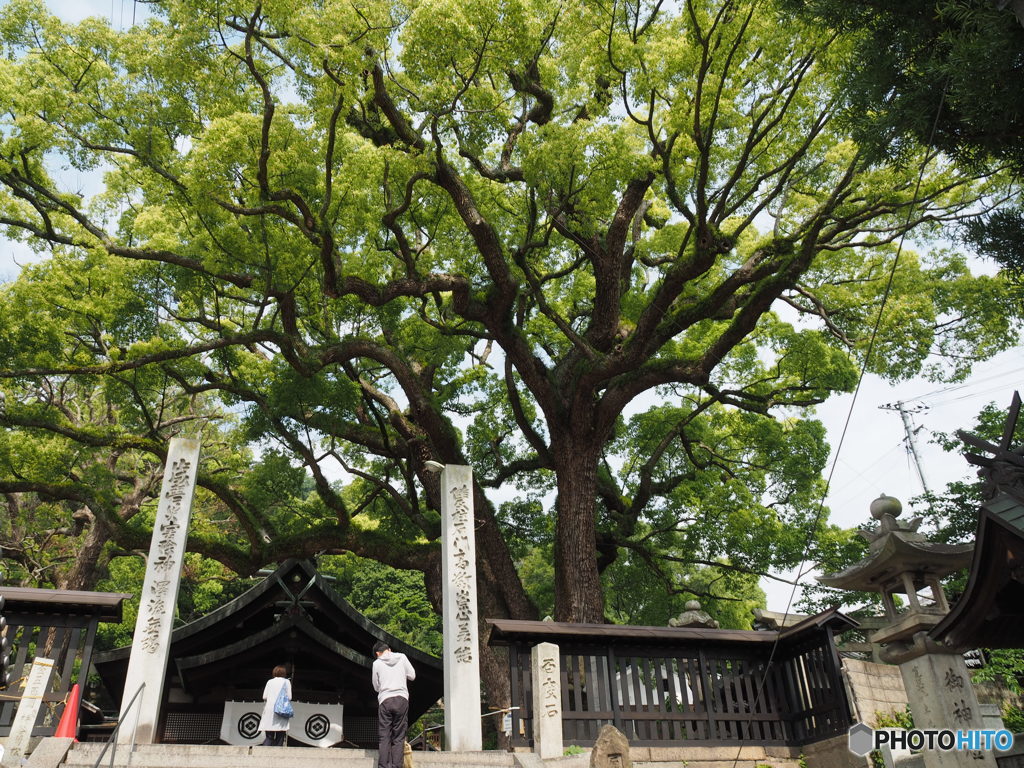 樹齢900年に祈る