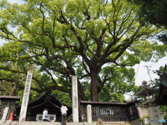 樹齢900年に祈る