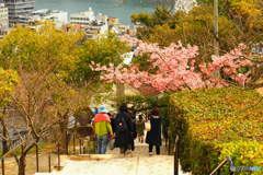 早咲きの桜に向かひて