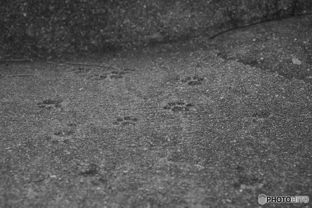 悪戯猫の足跡が…