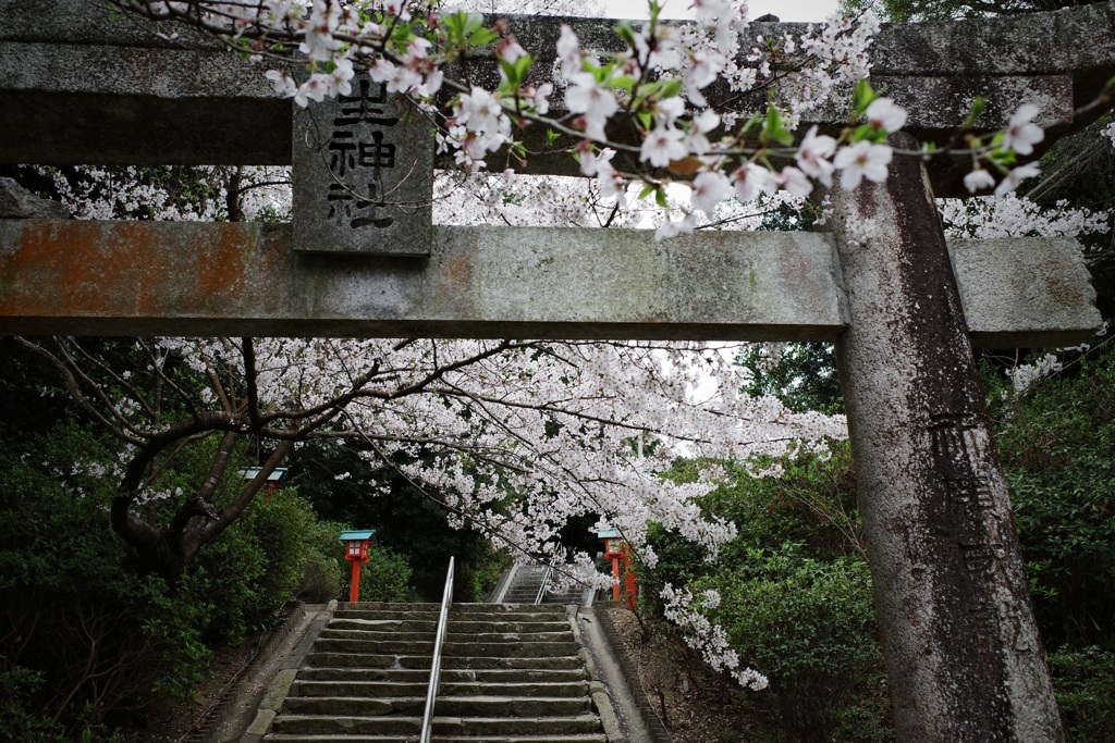 さくらと神社②。
