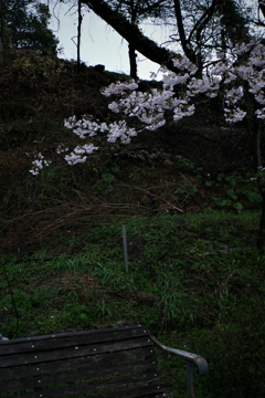 桜とベンチ。