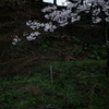 桜とベンチ。