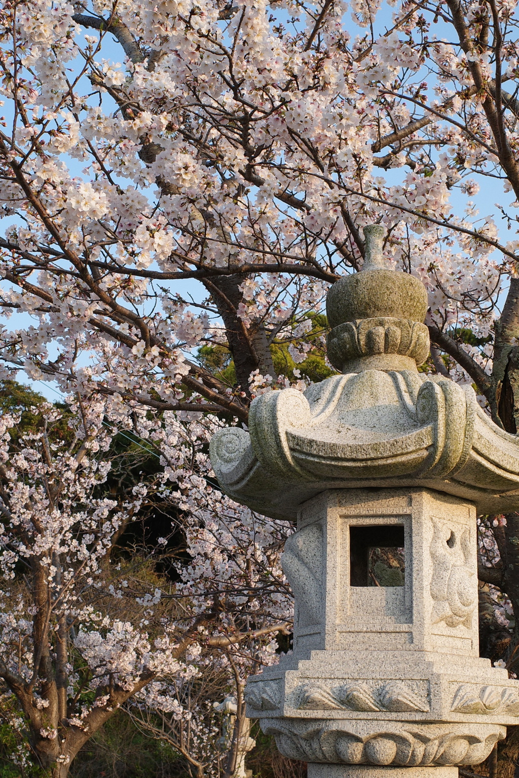 桜と神社。