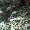 低山ハイク2020-城山②-。