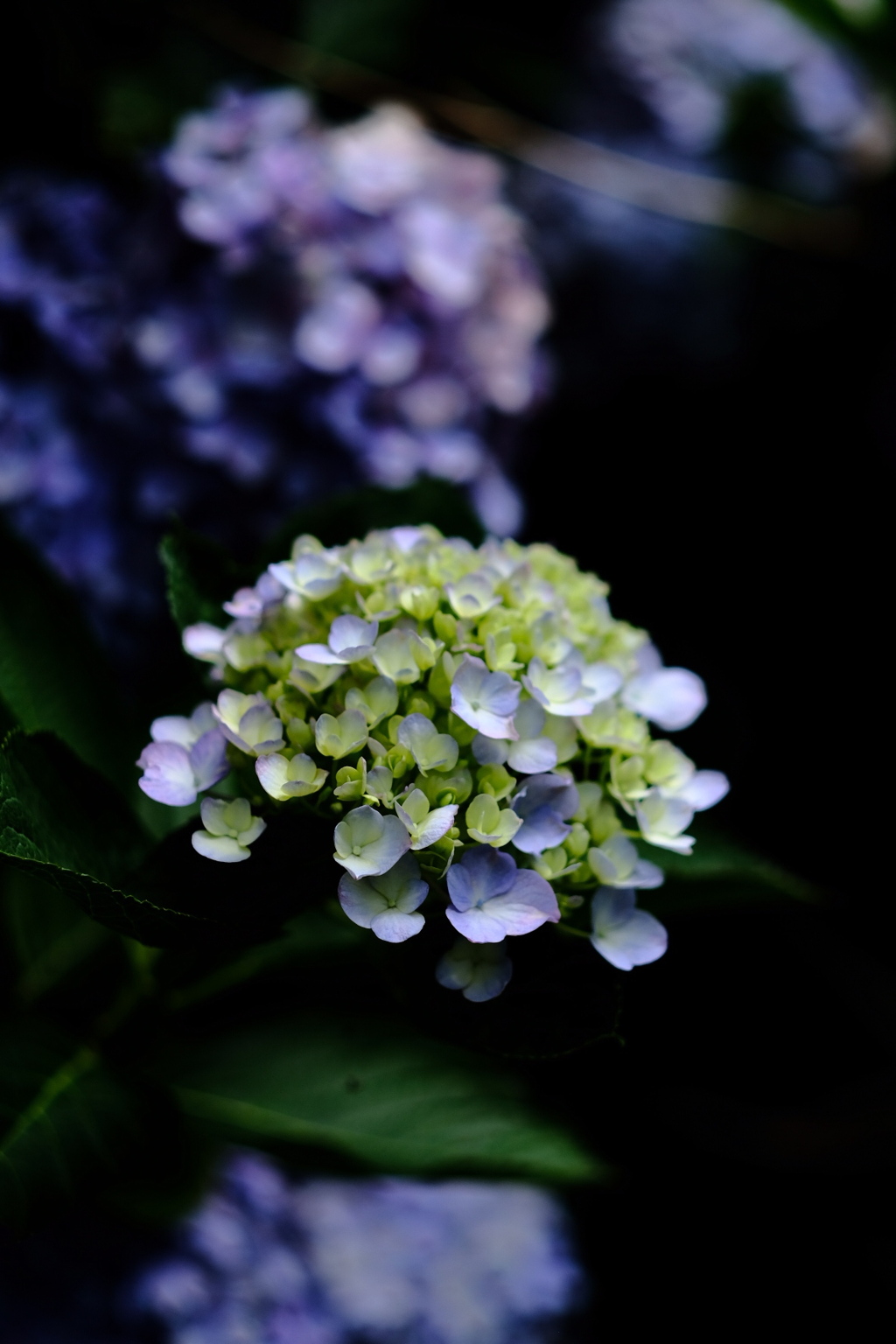 2019紫陽花⑤。