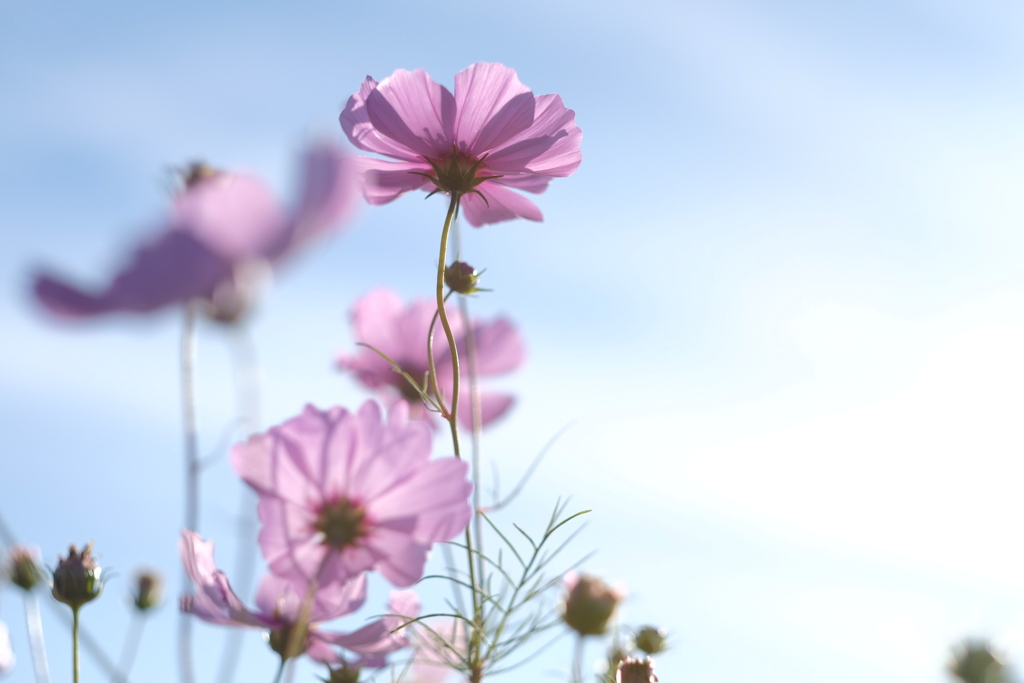 秋桜-2020-。