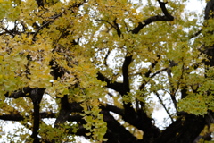 いちょう。
