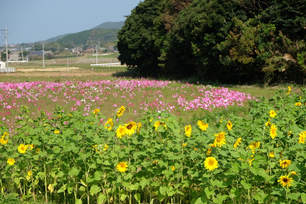 夏。秋。②。