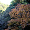 紅葉③-2020-。