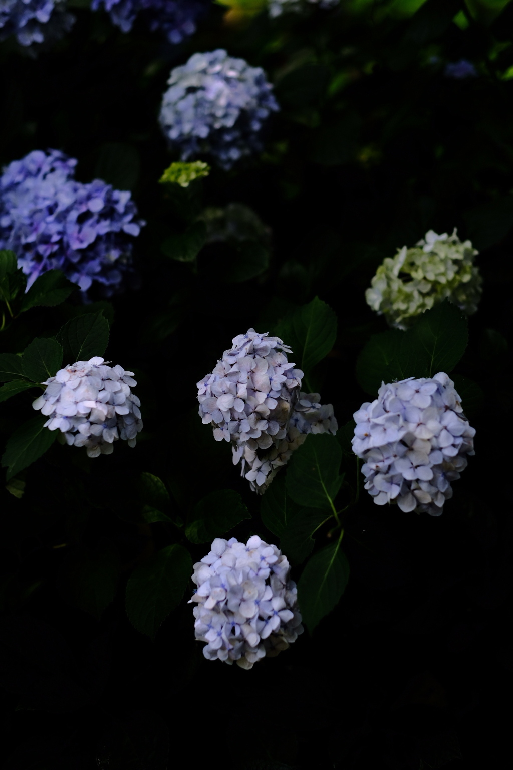 2019紫陽花③。