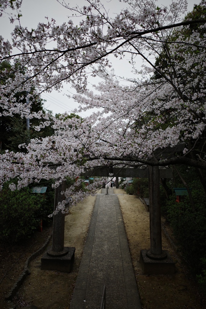 さくらと神社。