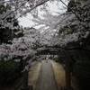 さくらと神社。