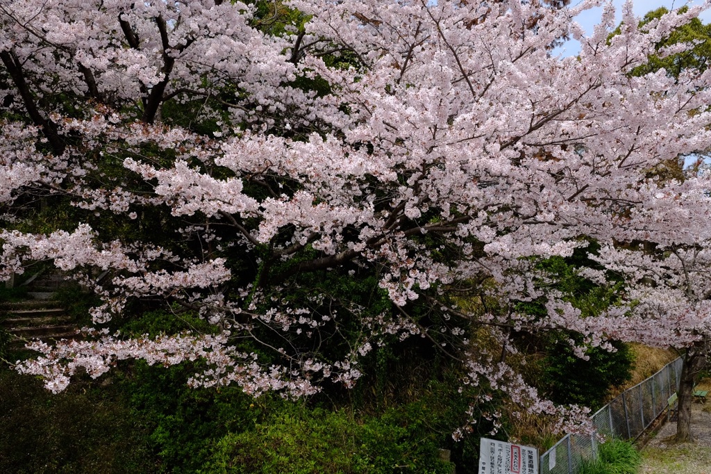 さくら④。