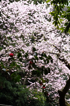 桜と椿。