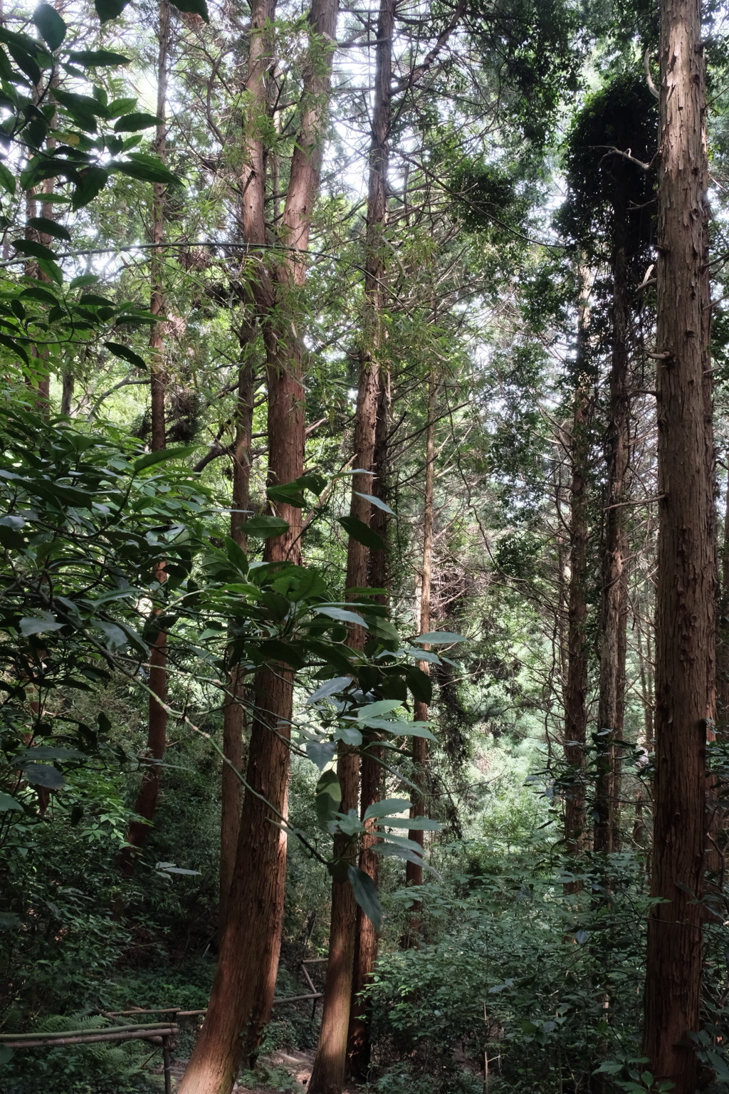低山ハイク2020-城山-。